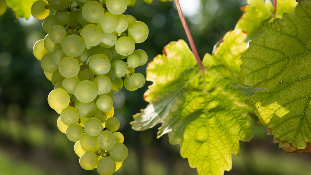 Италия виноградники Тосканы