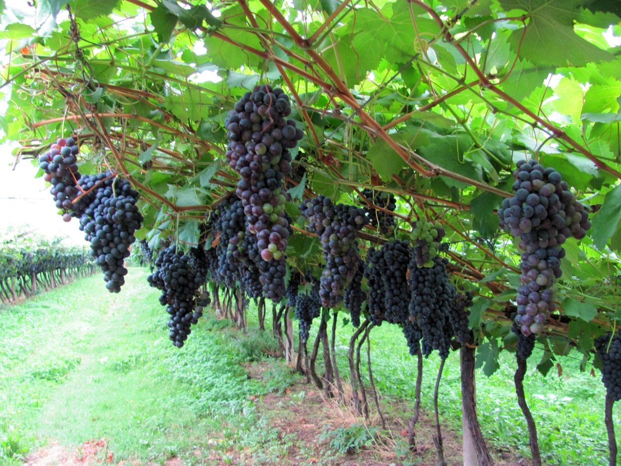 Ртвели Кахетия