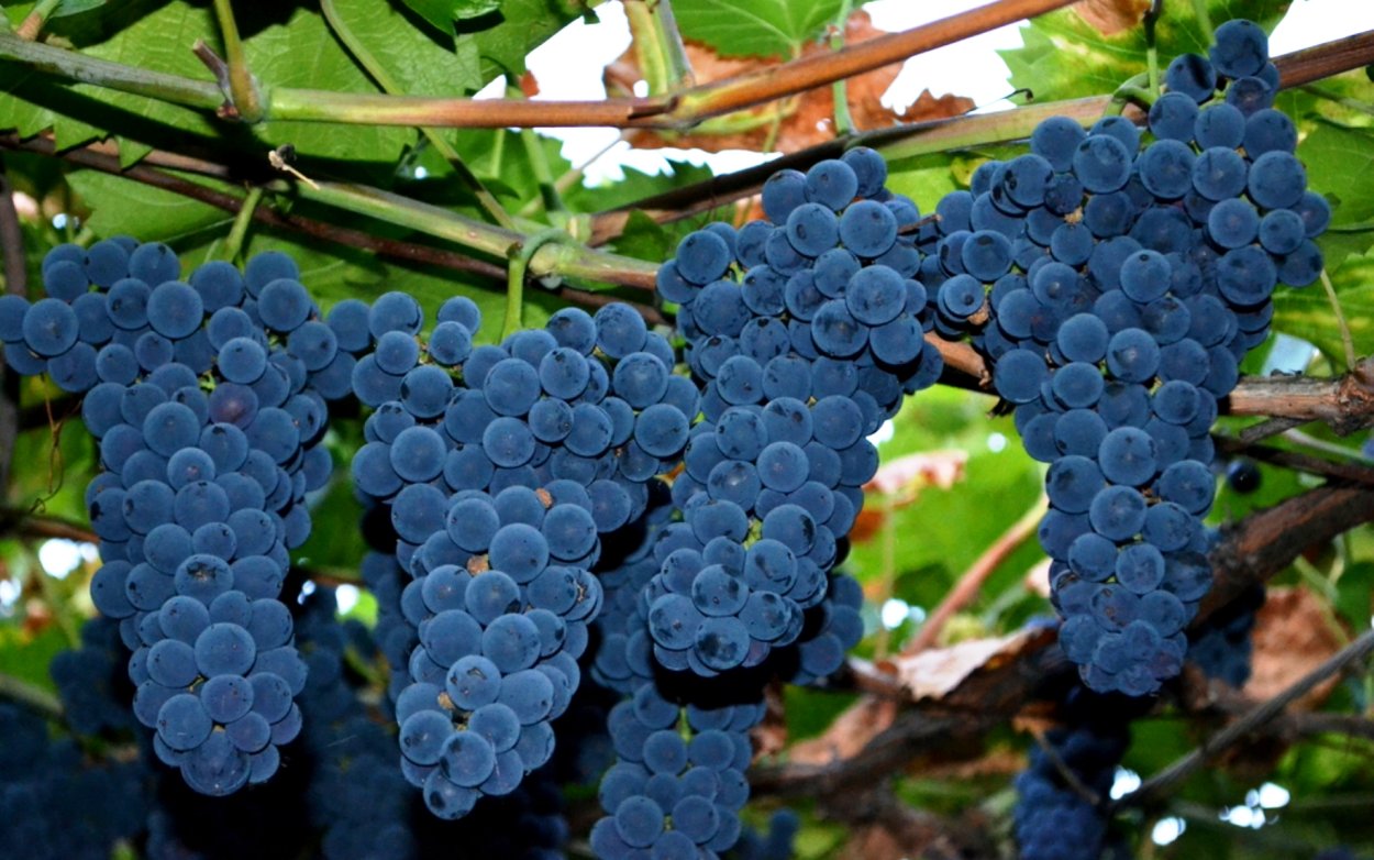 Виноград Аркадия темный