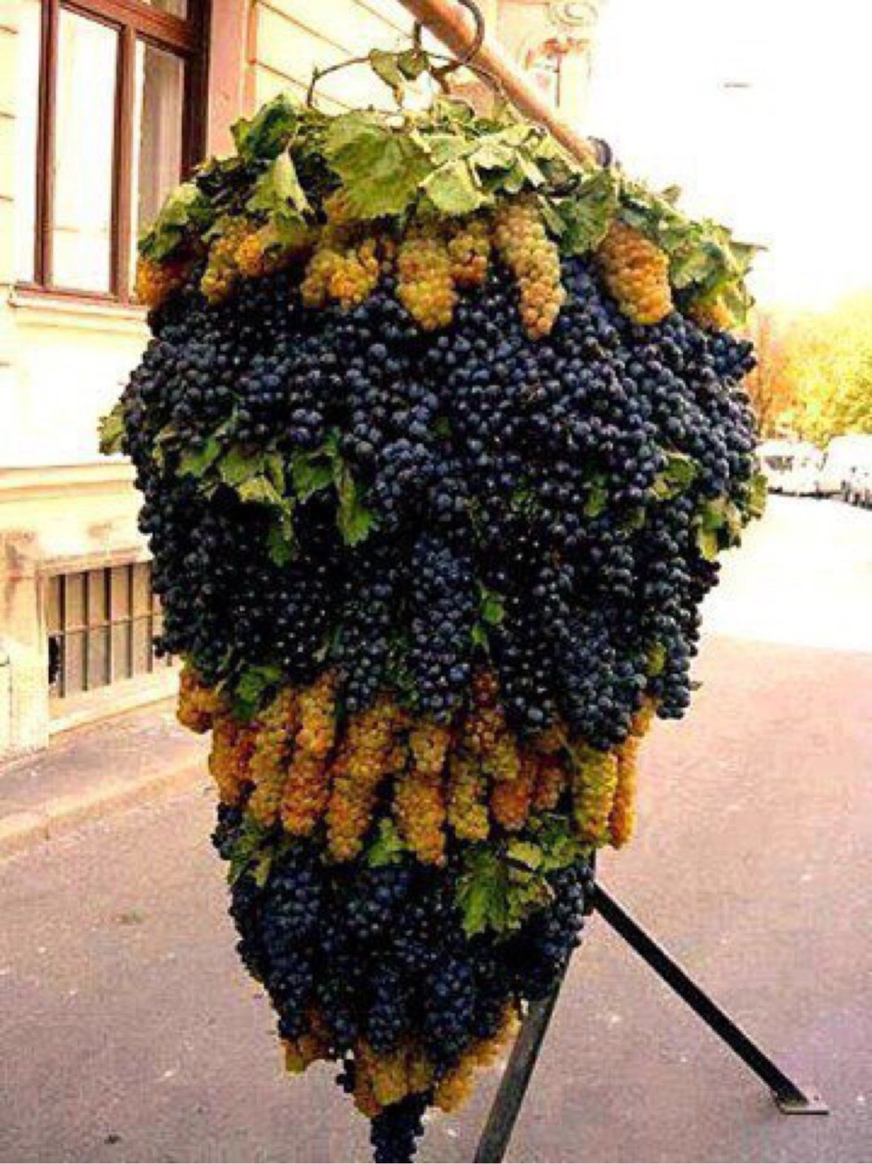 Семейства виноградных виноград