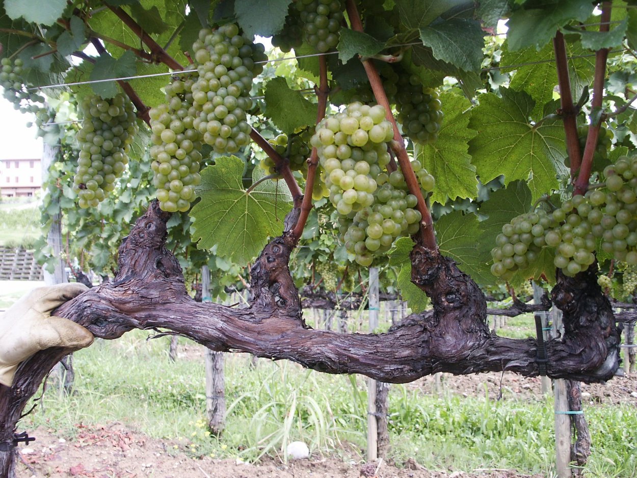 Виноград Изабелла куст