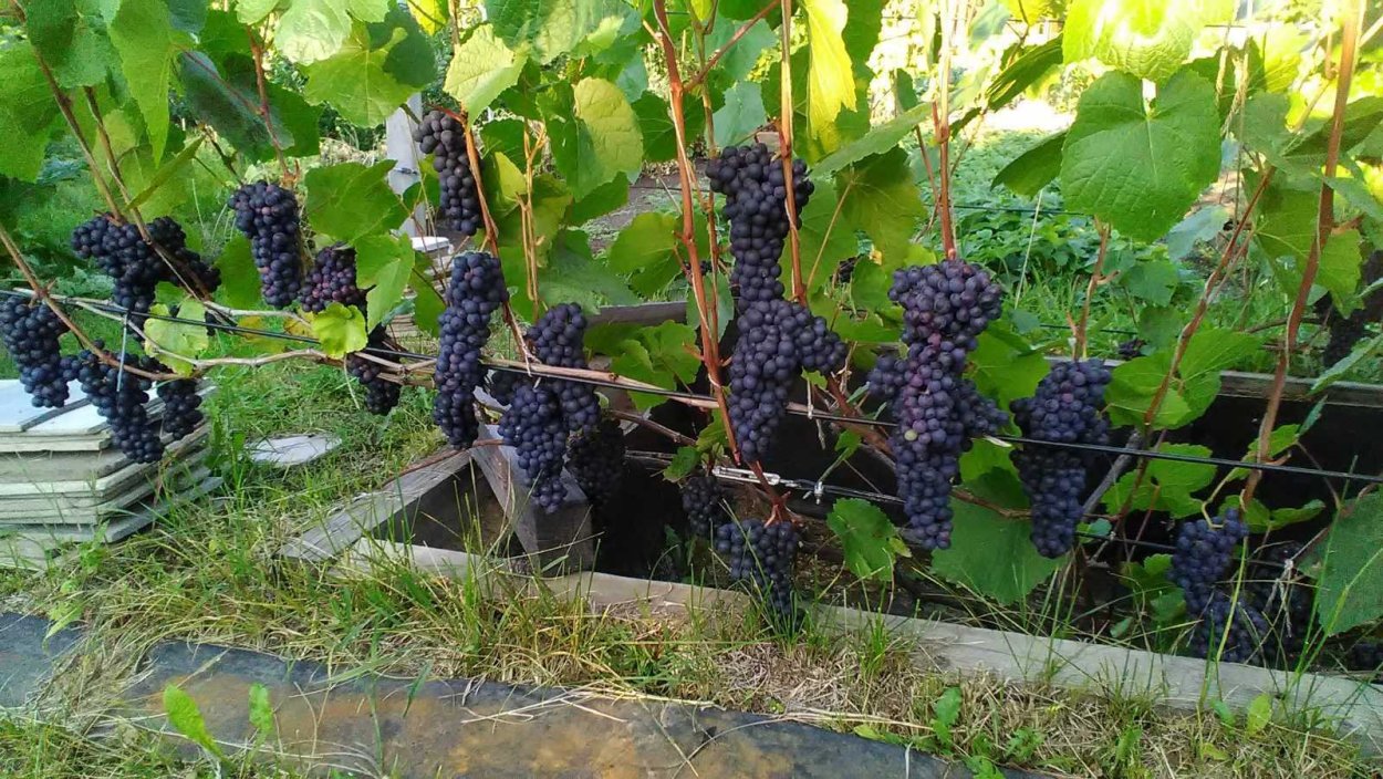 Виноград Тайфи Таджикистан