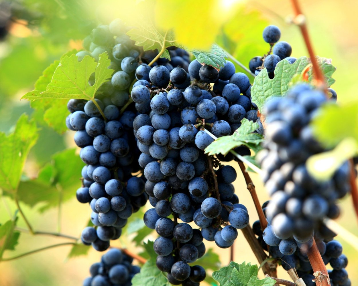 Ресвератрол виноград Изабелла