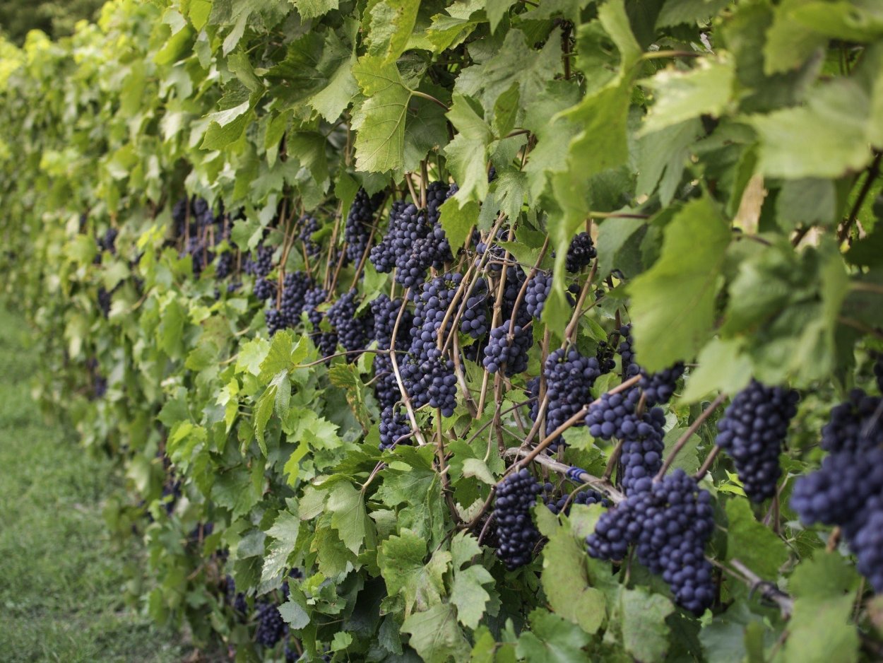 Виноград аметистовый