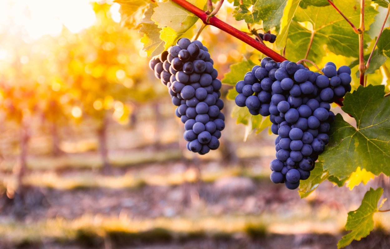 Сорт винограда Страшенский