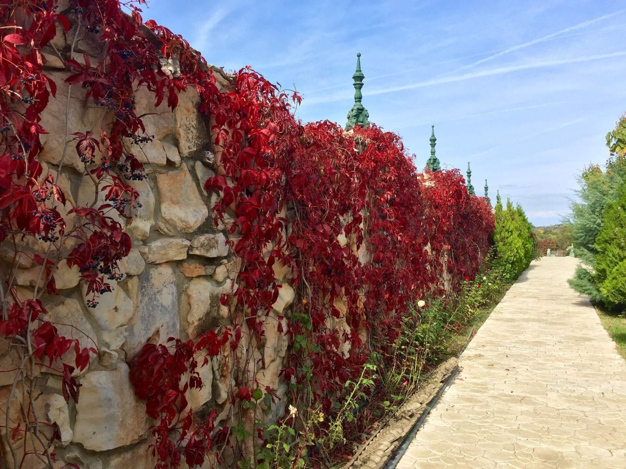 Ежемалина Кимберли шпалера