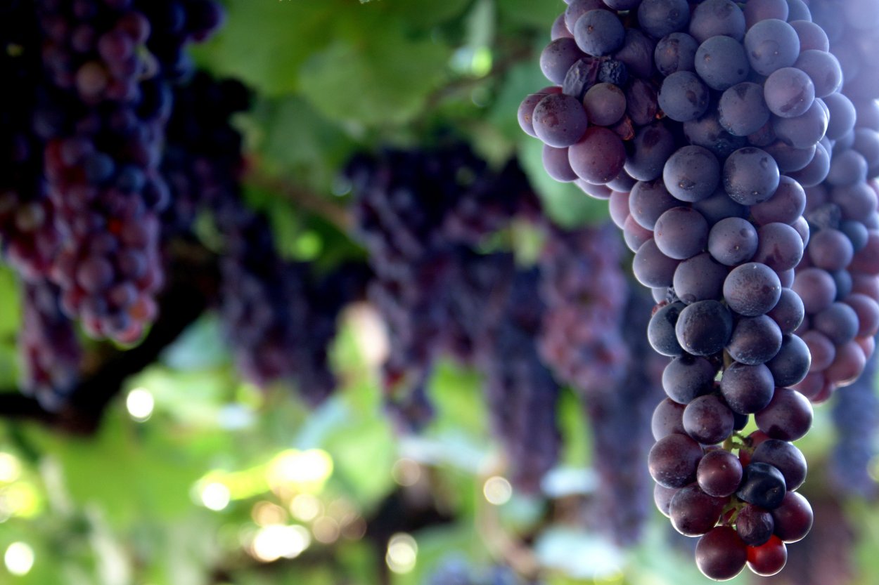 Донская лоза Виноградная гроздь