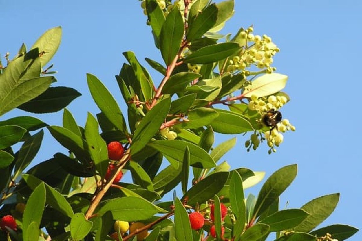 Португалия Земляничное дерево medronberia