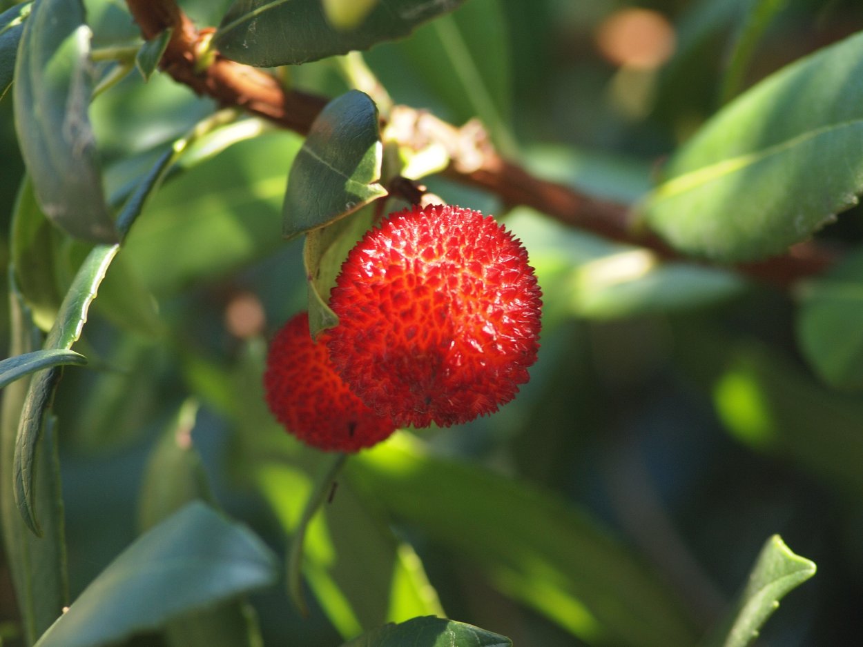 Земляничное дерево посадка