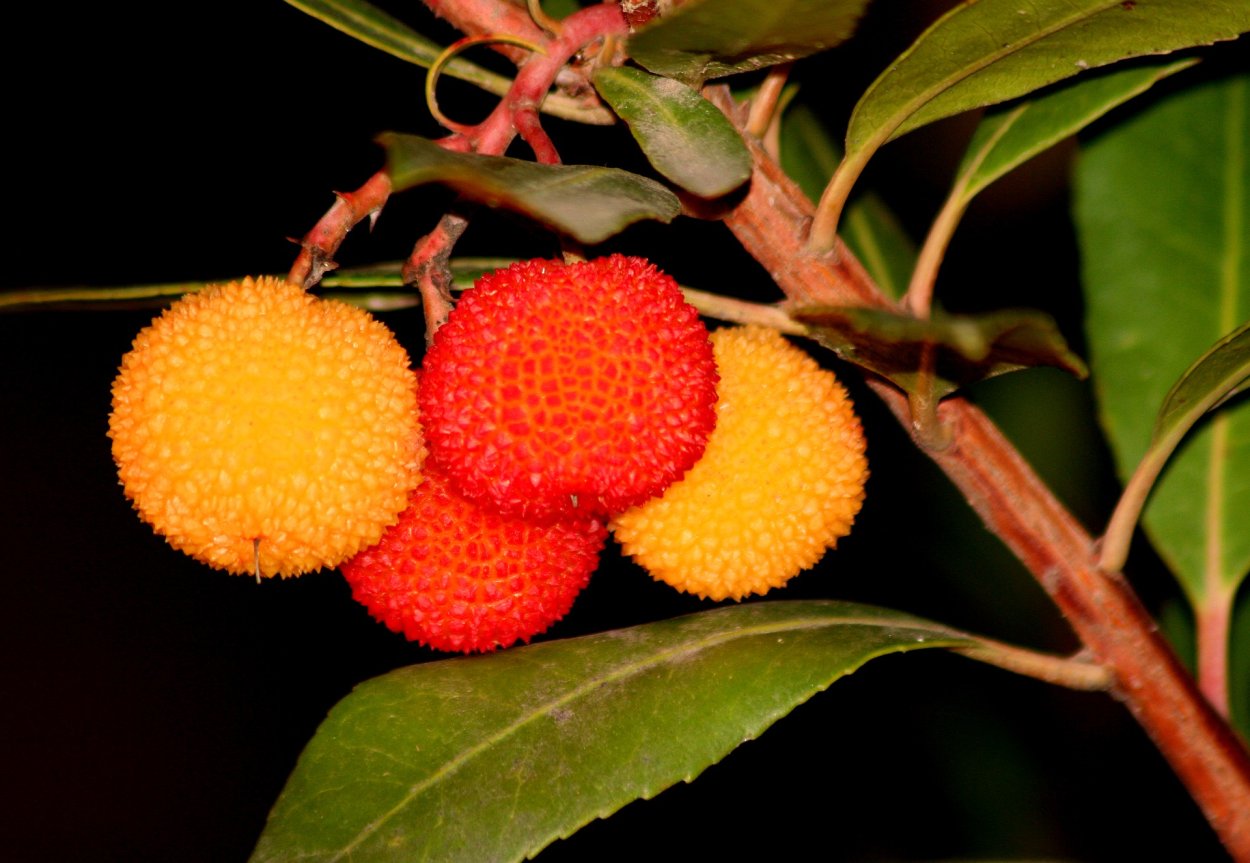 Земляничное дерево (Арбутус) (Arbutus unedo (Strawberry Tree) )