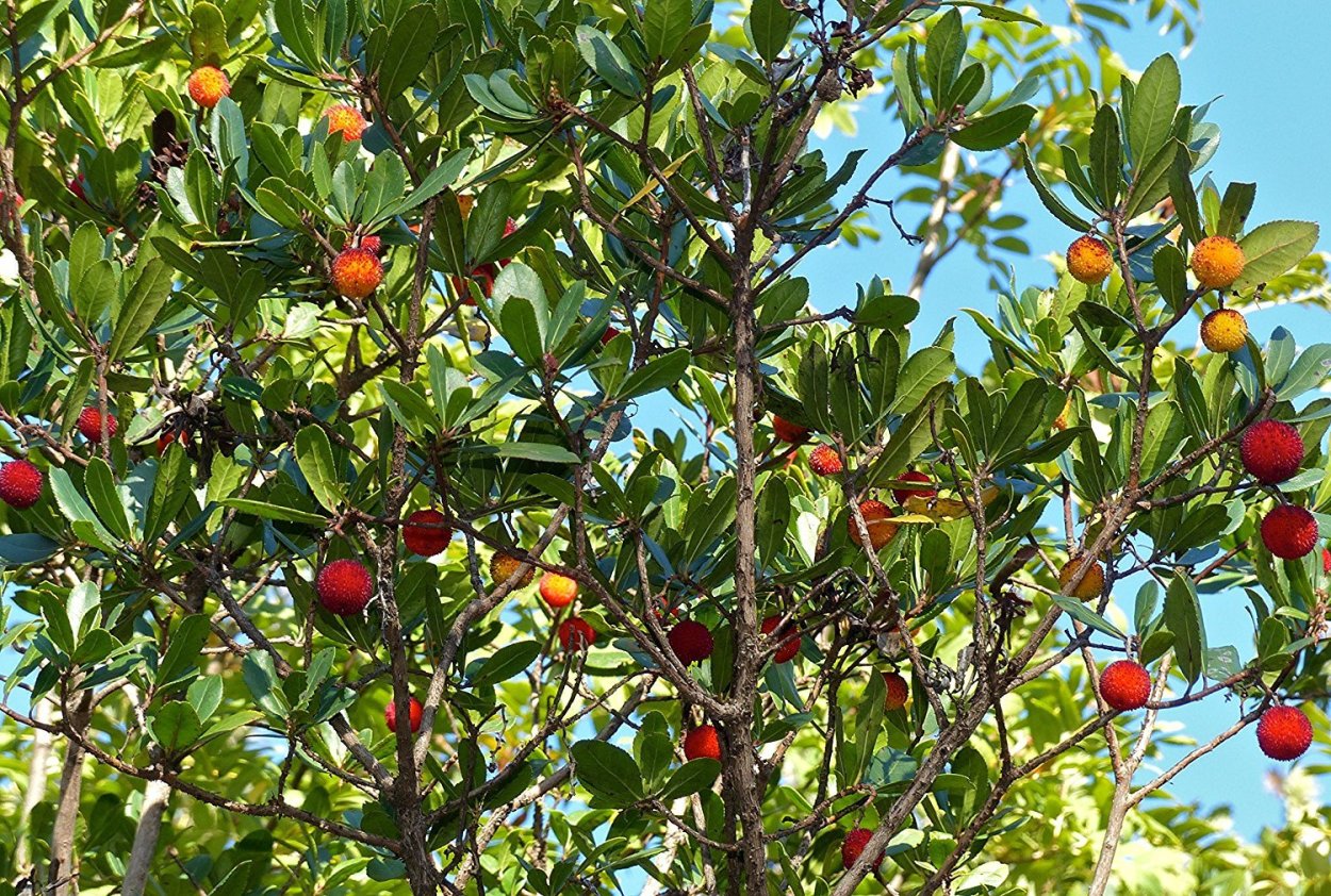 Земляничное дерево Воронцовский дворец