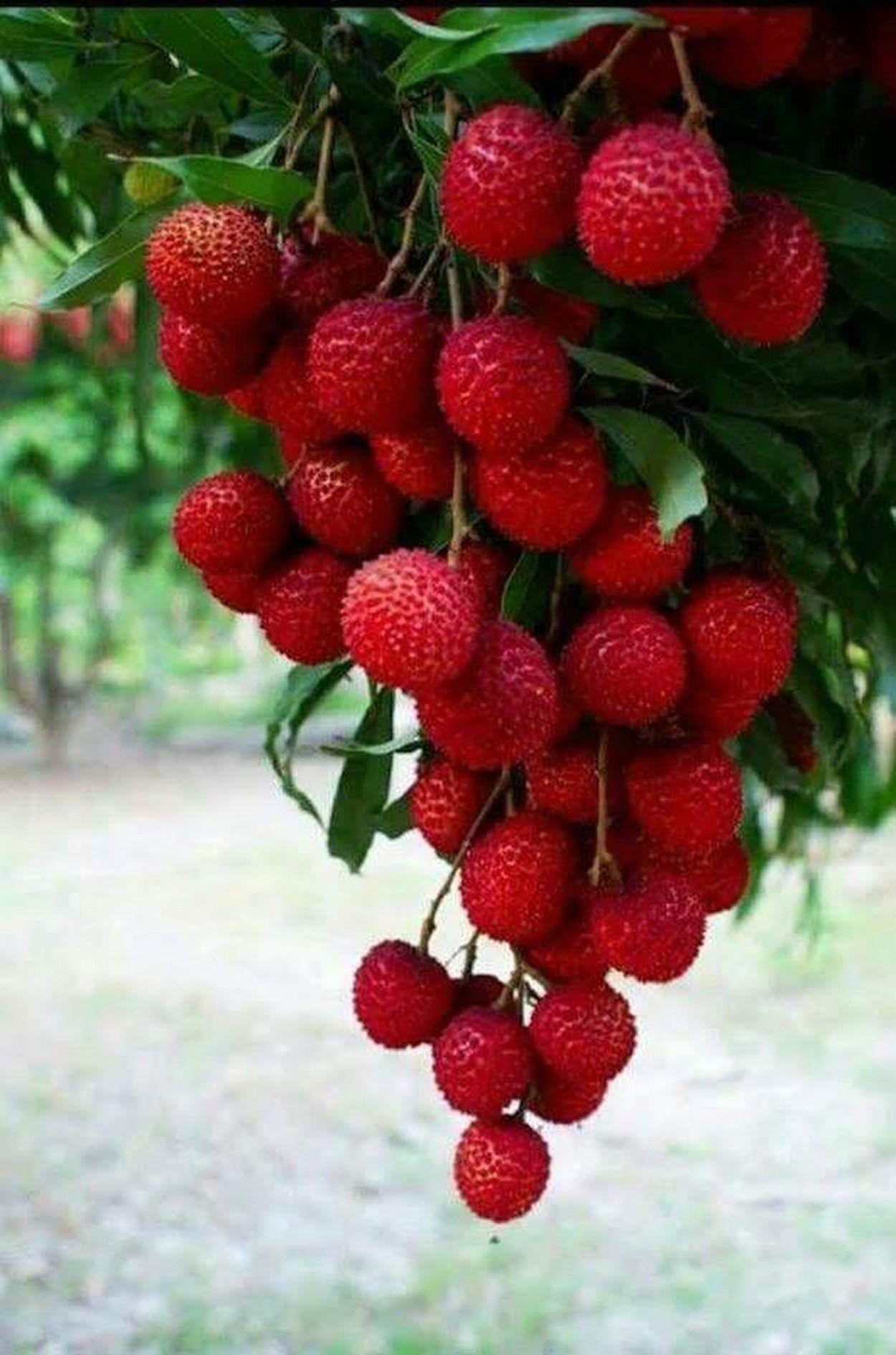 Земляничное дерево листья