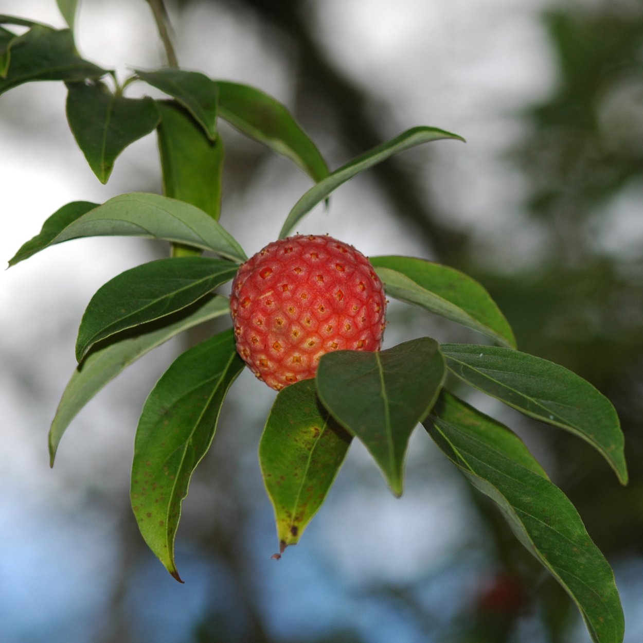 Земляничное дерево unedo compacto