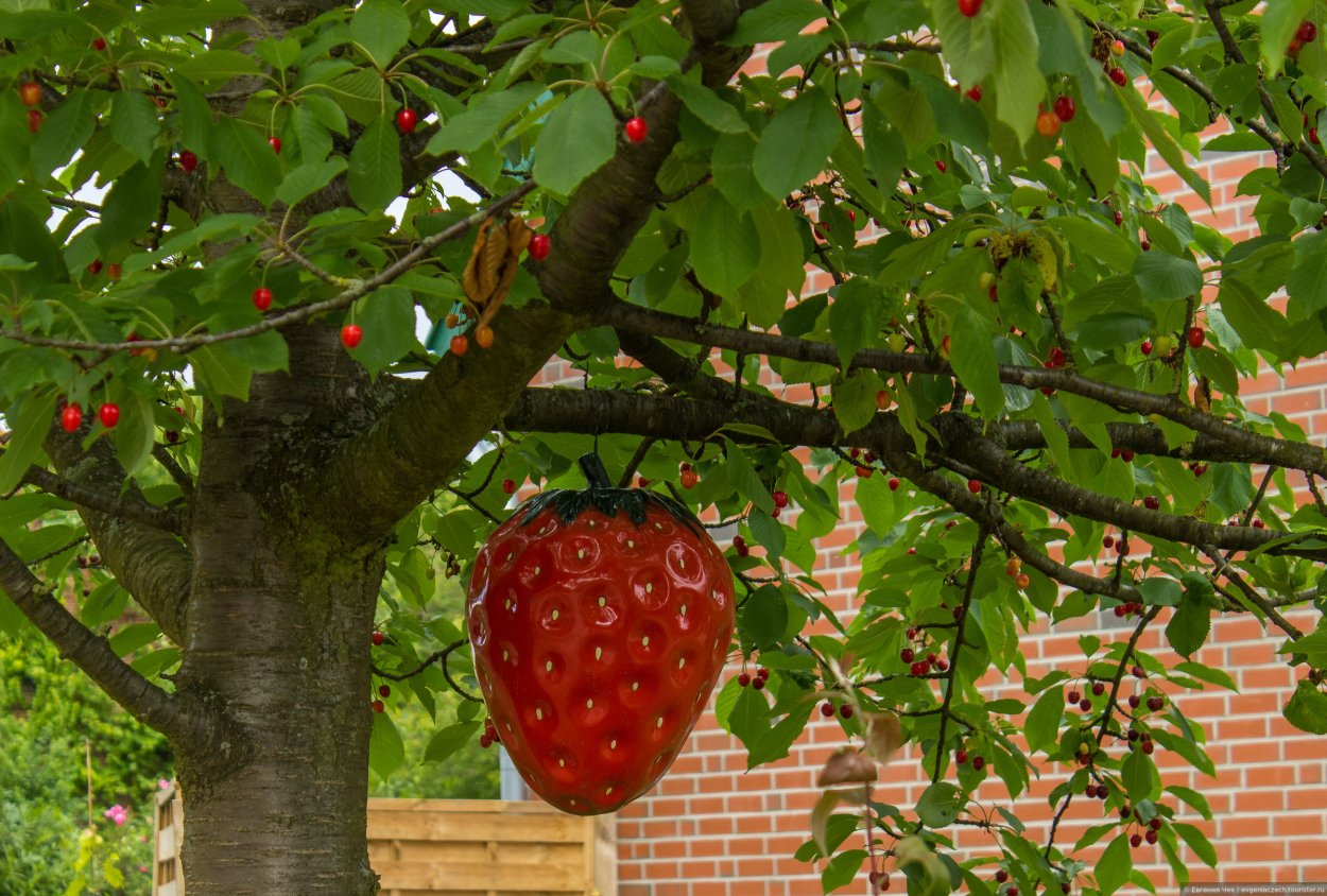 Клубника на дереве