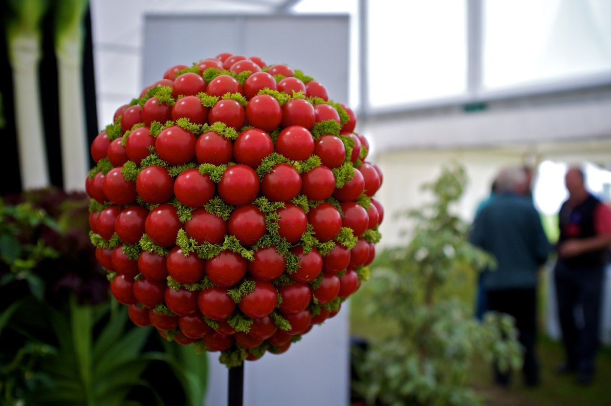 Арбутус Земляничное дерево