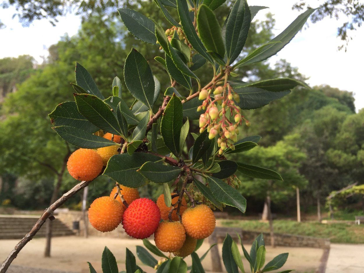Китайская клубника восковница красная