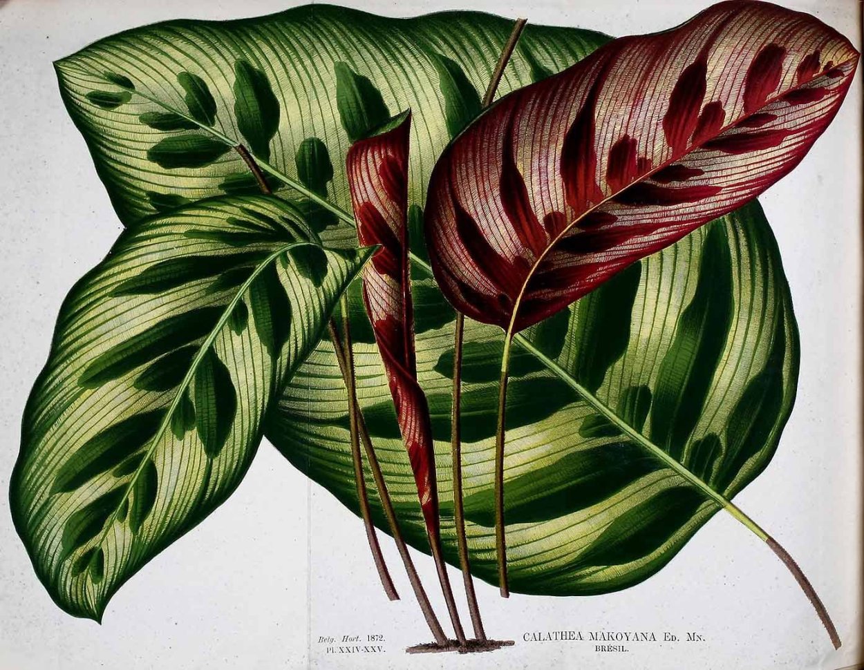 Калатея тату