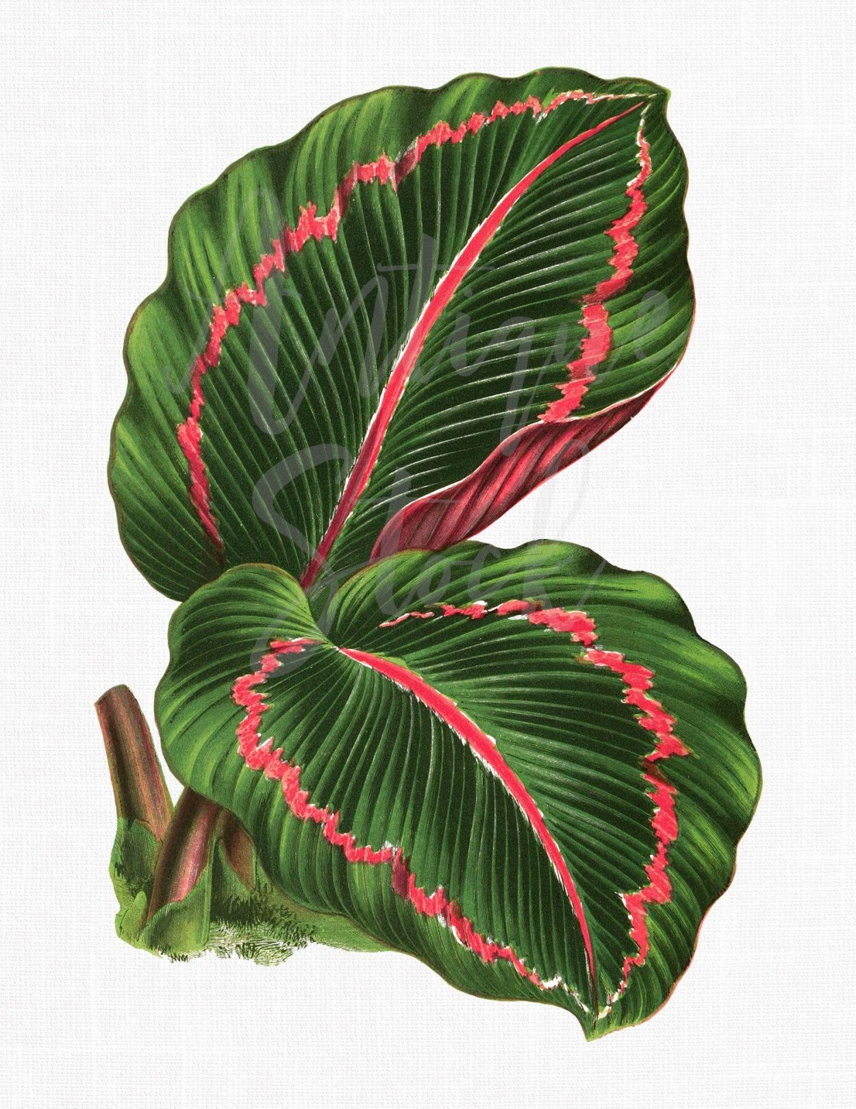 Калатея Плант Росеа