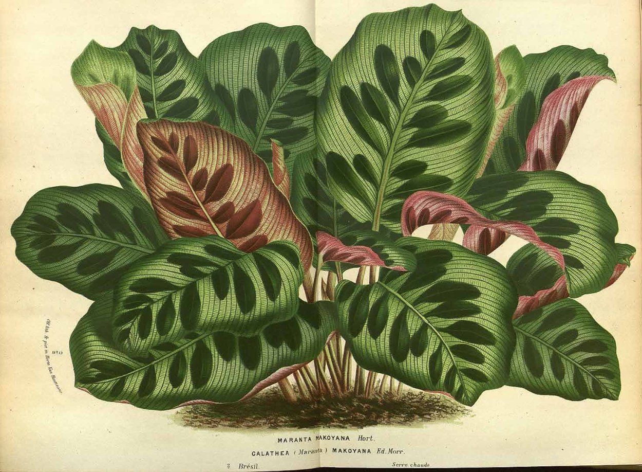 Калатея розеопикта Рози