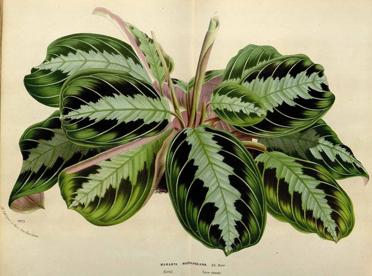 Calathea Лансифолия