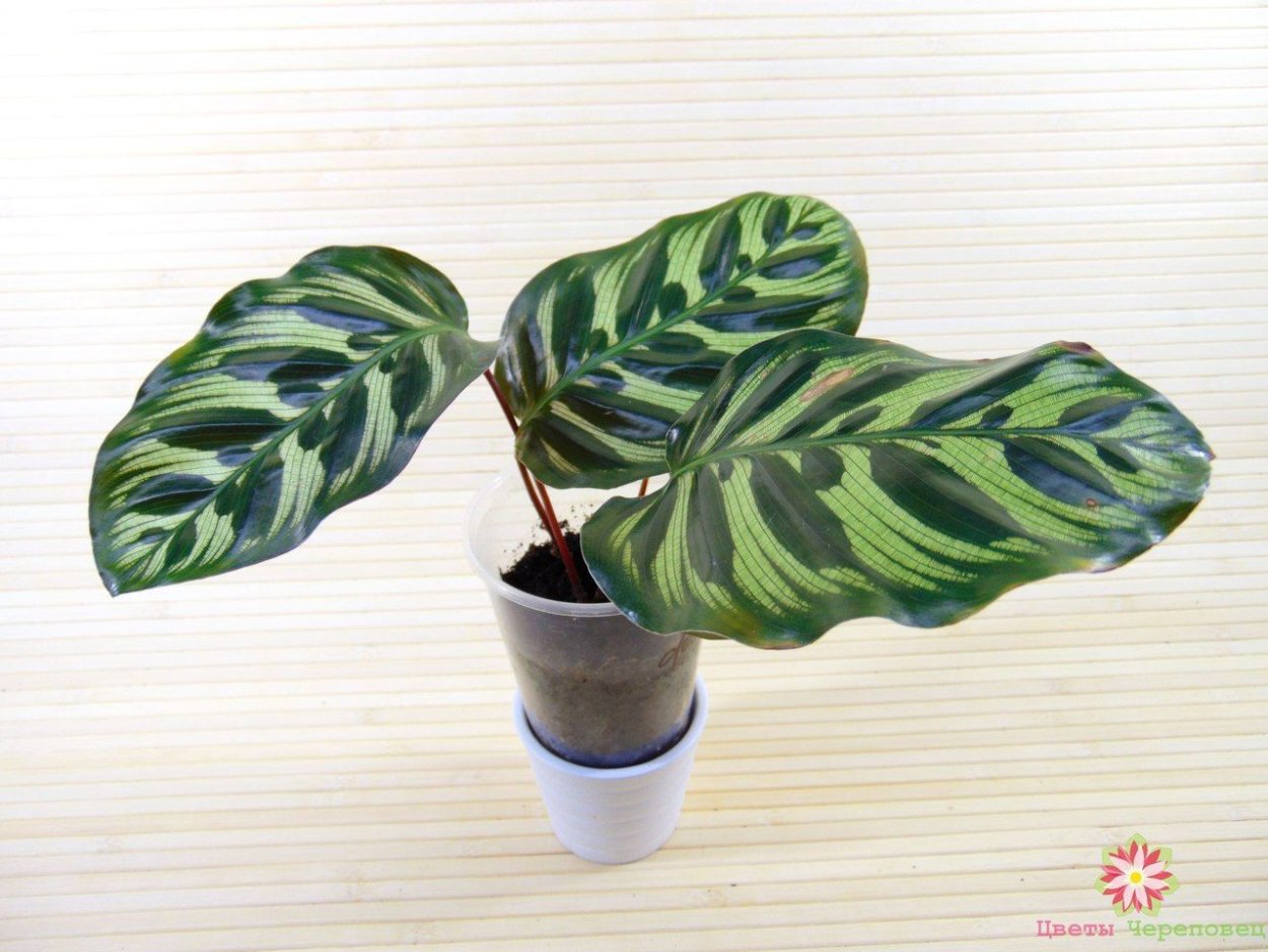 Калатея рисунок