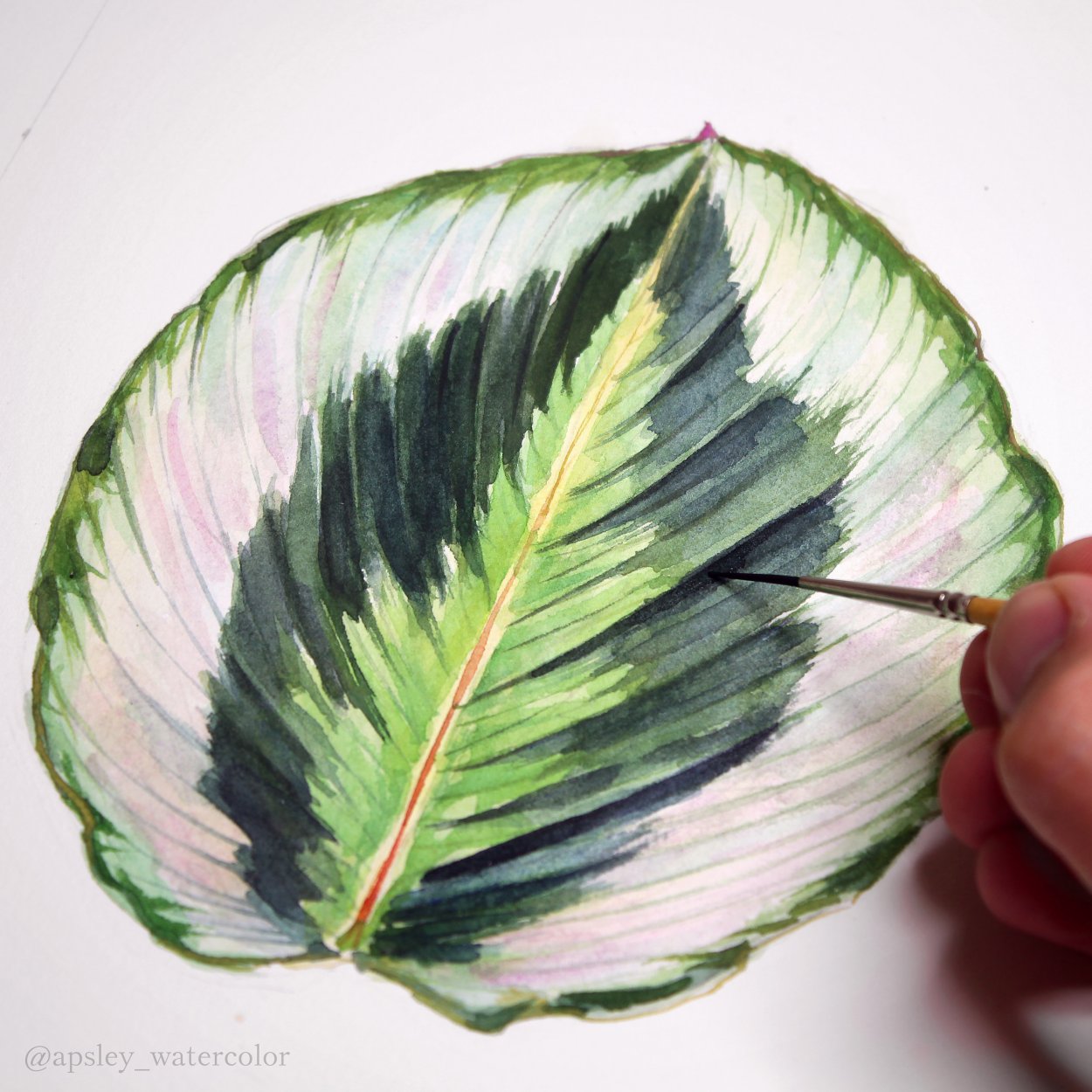 Маранта Моррен