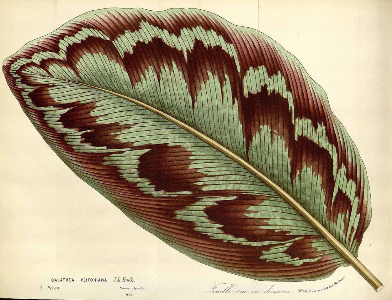 Калатея Silver Plate