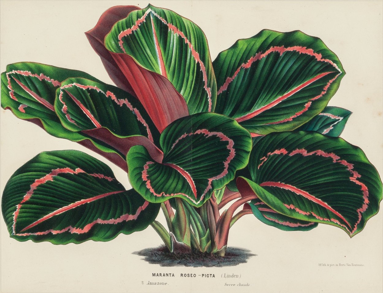 Калатея roseopicta