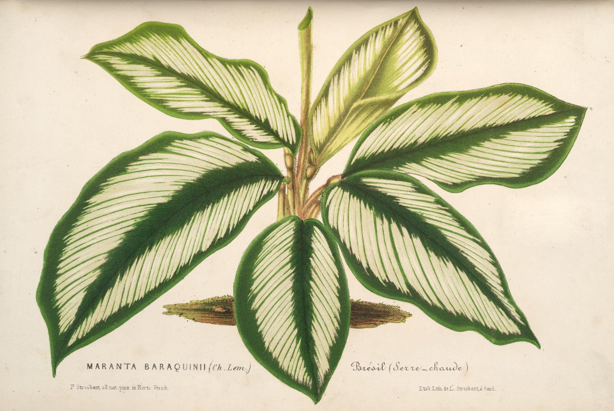 Маранта беложильная