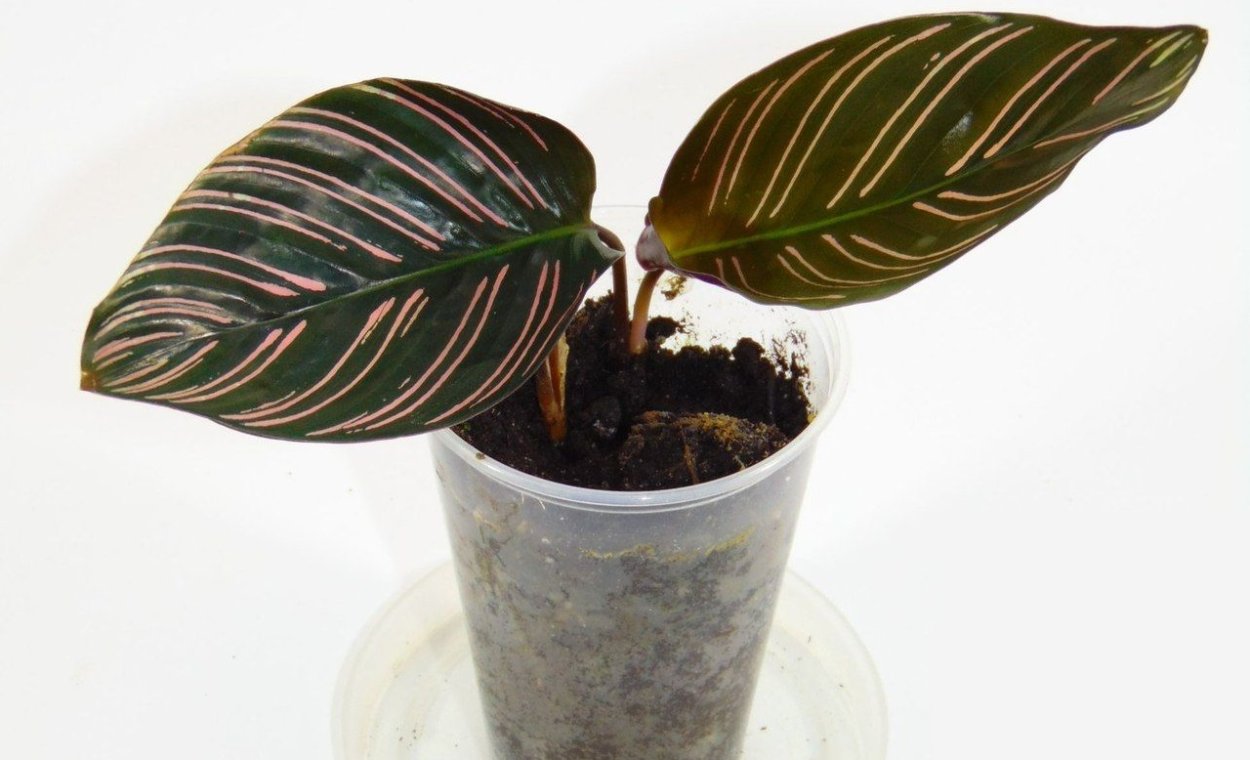 Калатея Аврора