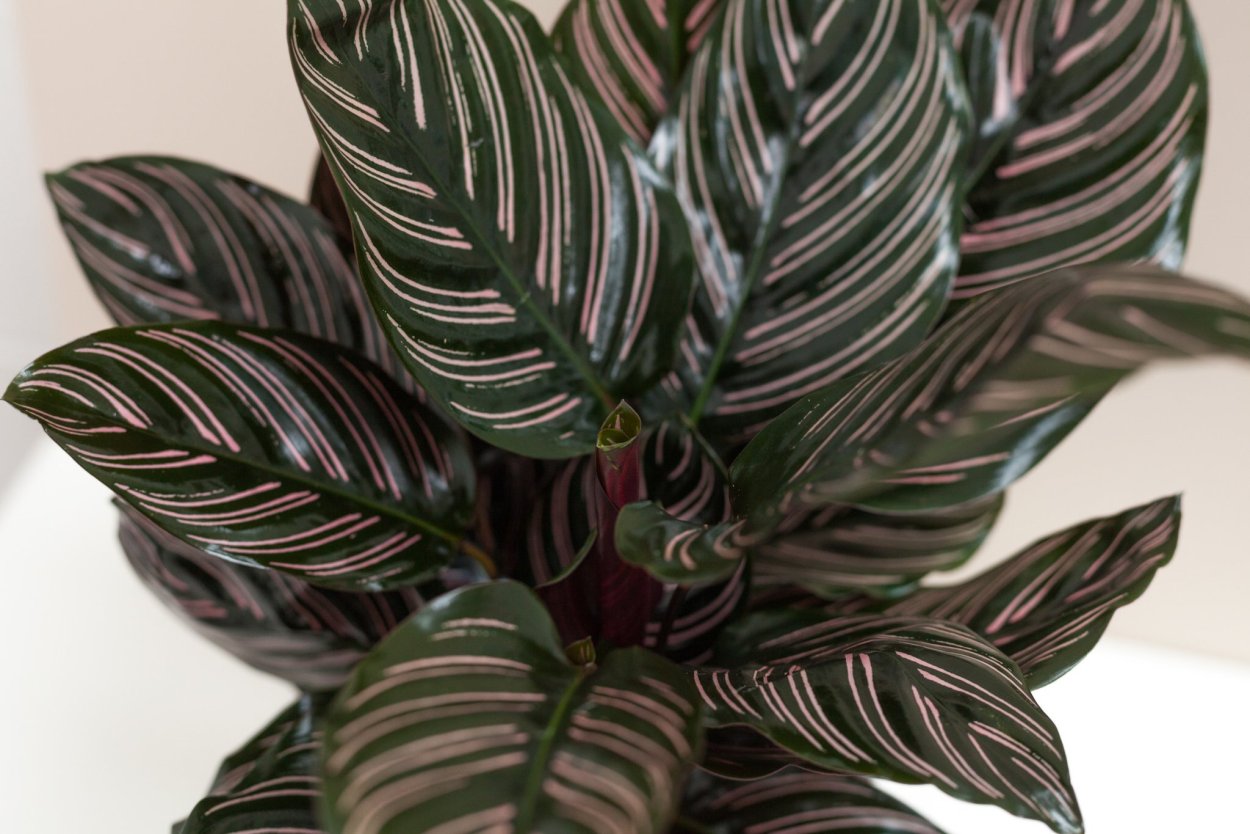 Калатея розеопикта Calathea roseopicta