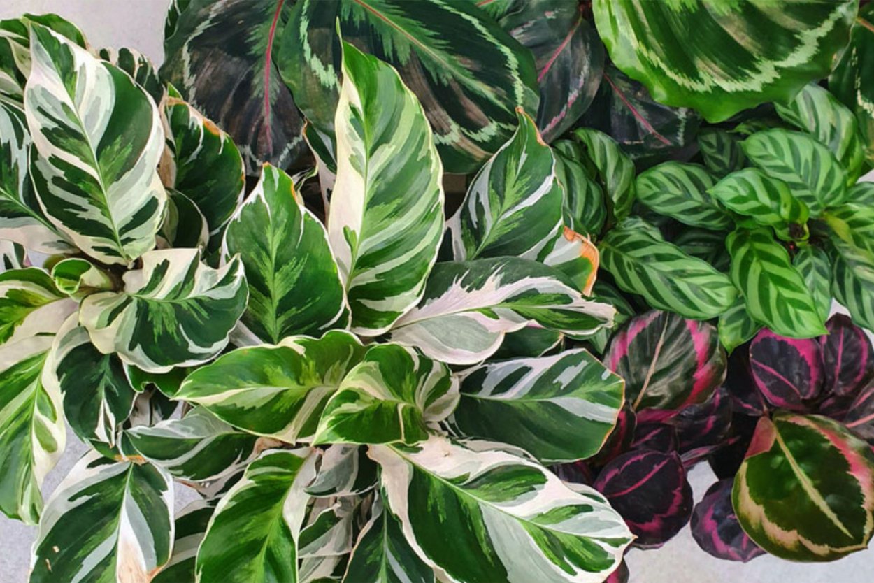 Калатея Бахема Calathea bachemiana