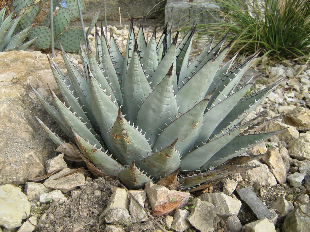 Агава neomexicana