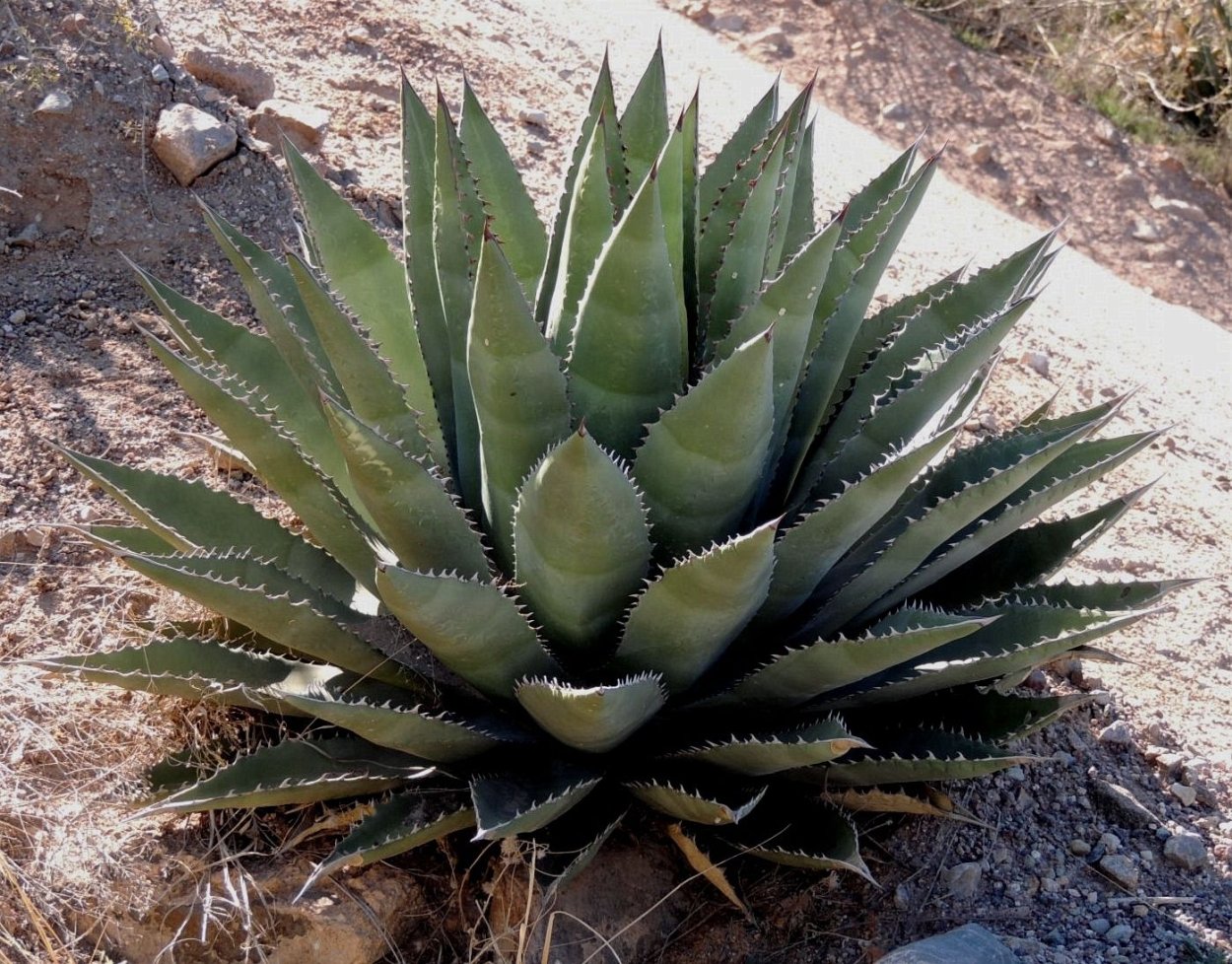 Agave chrysantha