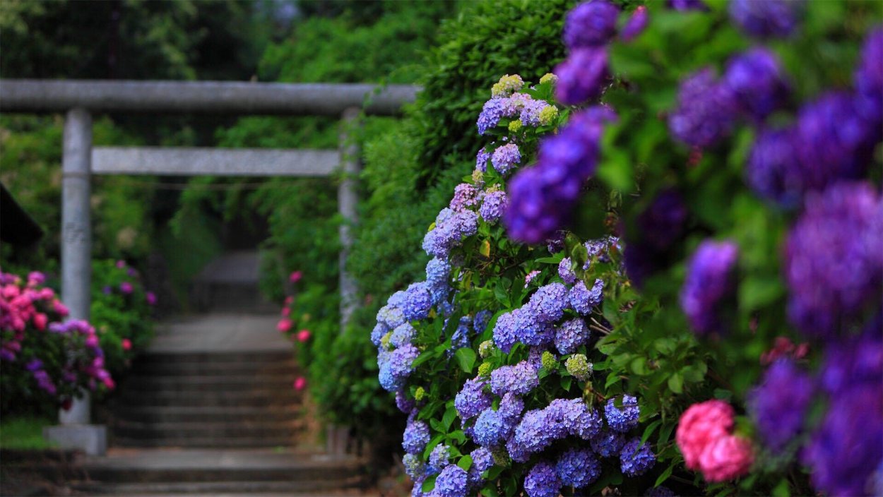 Гортензия Ботанический сад