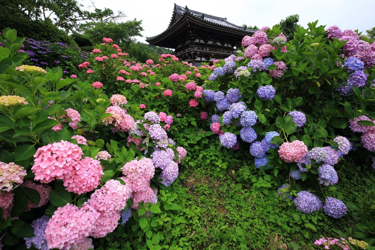 Гортензия Сеасонс