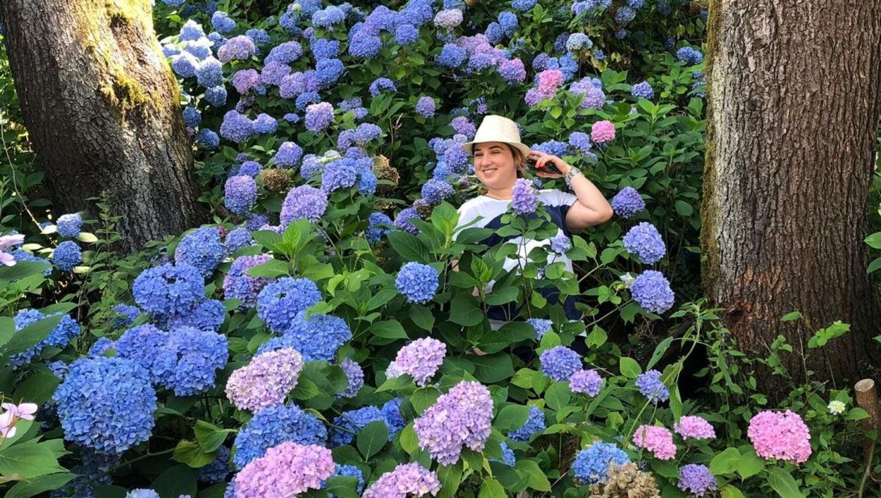 Гортензии в Абхазии