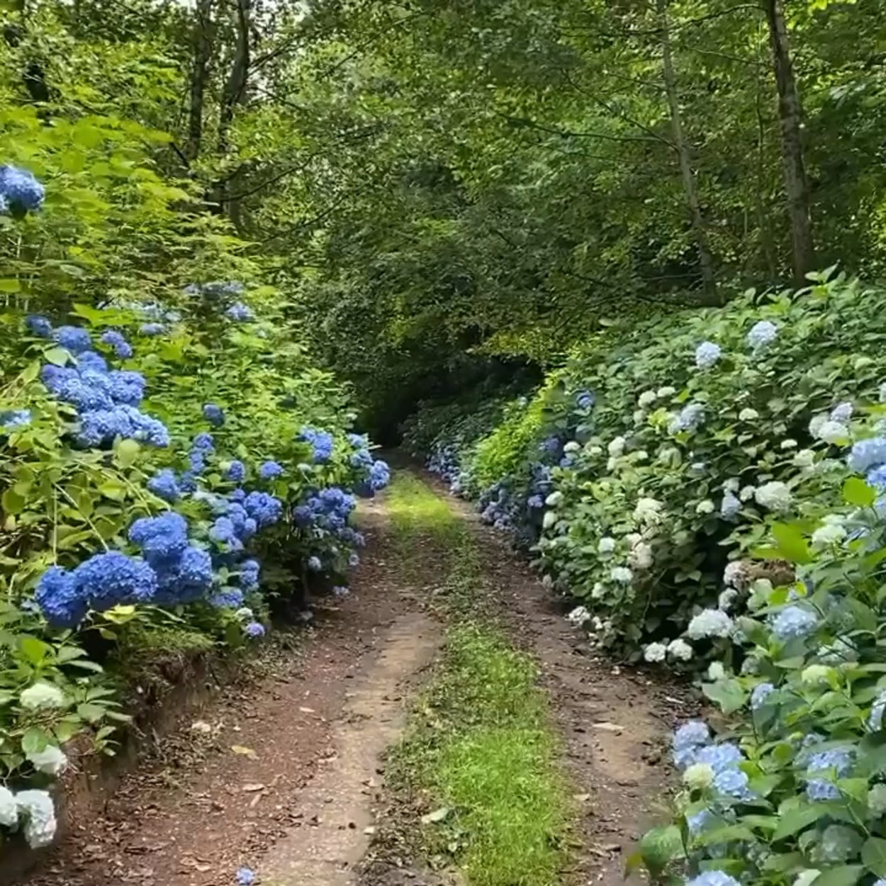 Гортензия Лесная