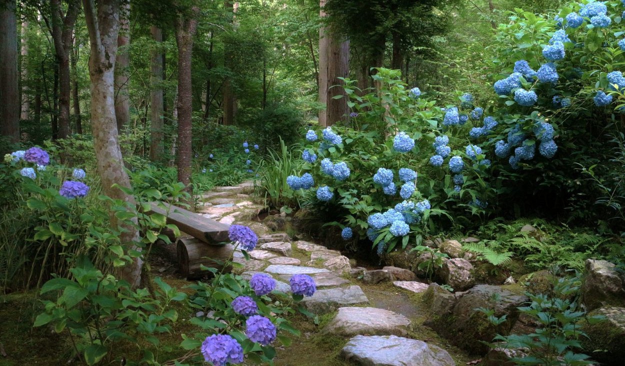 Крашеная в синий гортензия