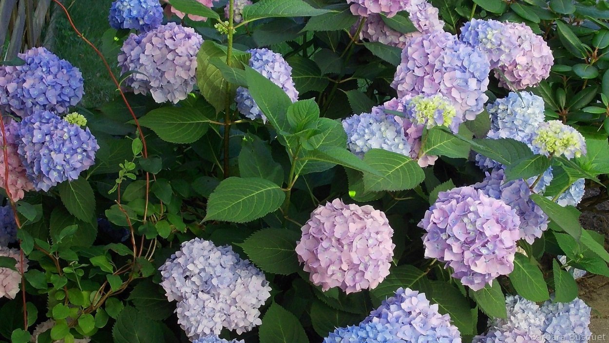 Абхазия город призрак утопающий в гортензии