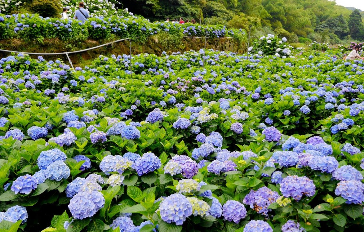 Гортензия Лесная