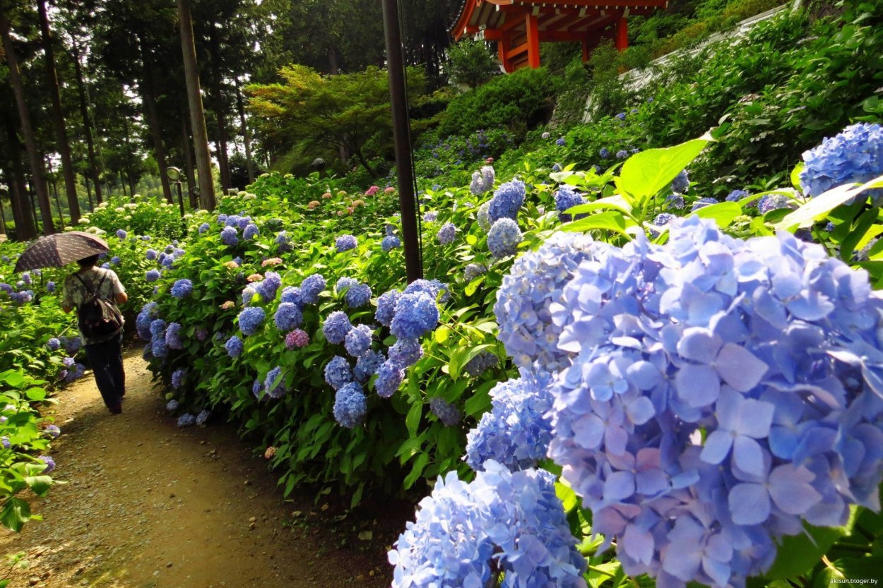Лес гортензий в Японии