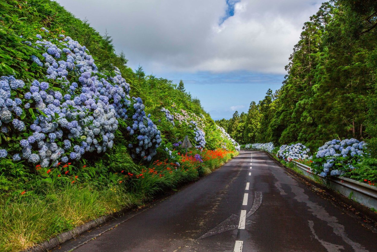 Квинт гортензий Гортал