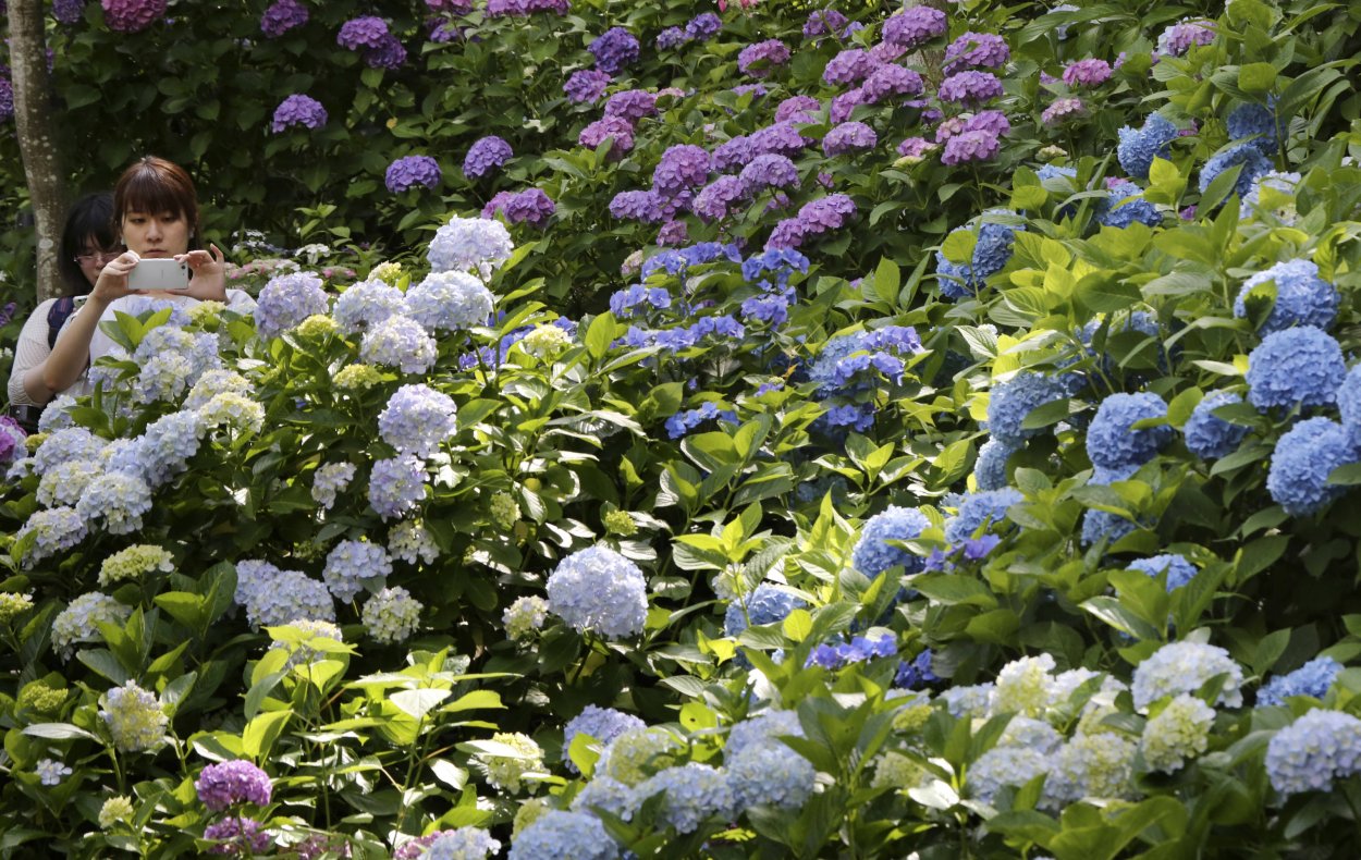 Сад гортензий в Японии
