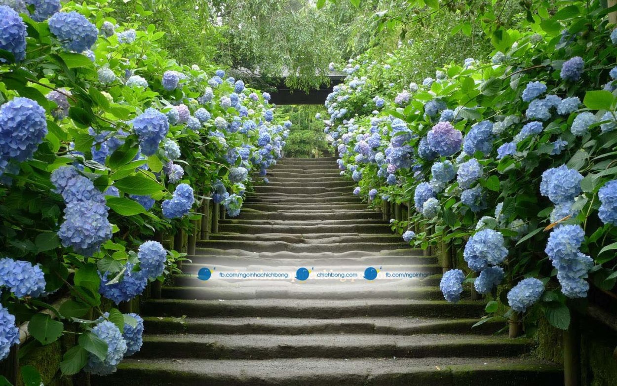 Гортензия Никко Блю в ландшафтном дизайне