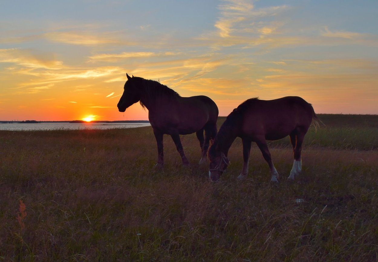 Утренняя степь