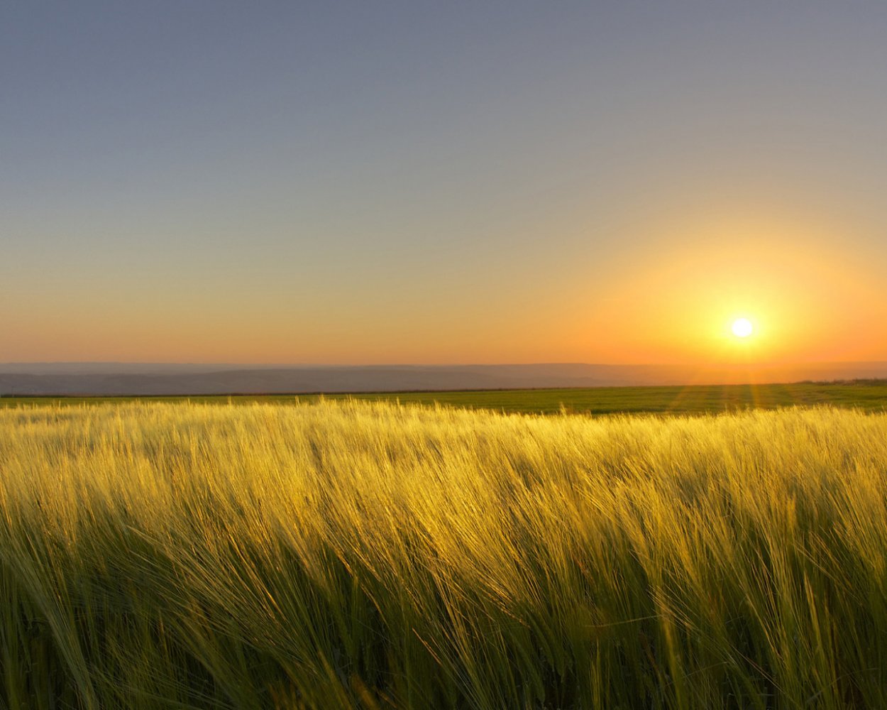 Туман в степи