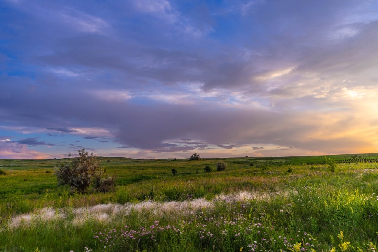 Табун лошадей на закате