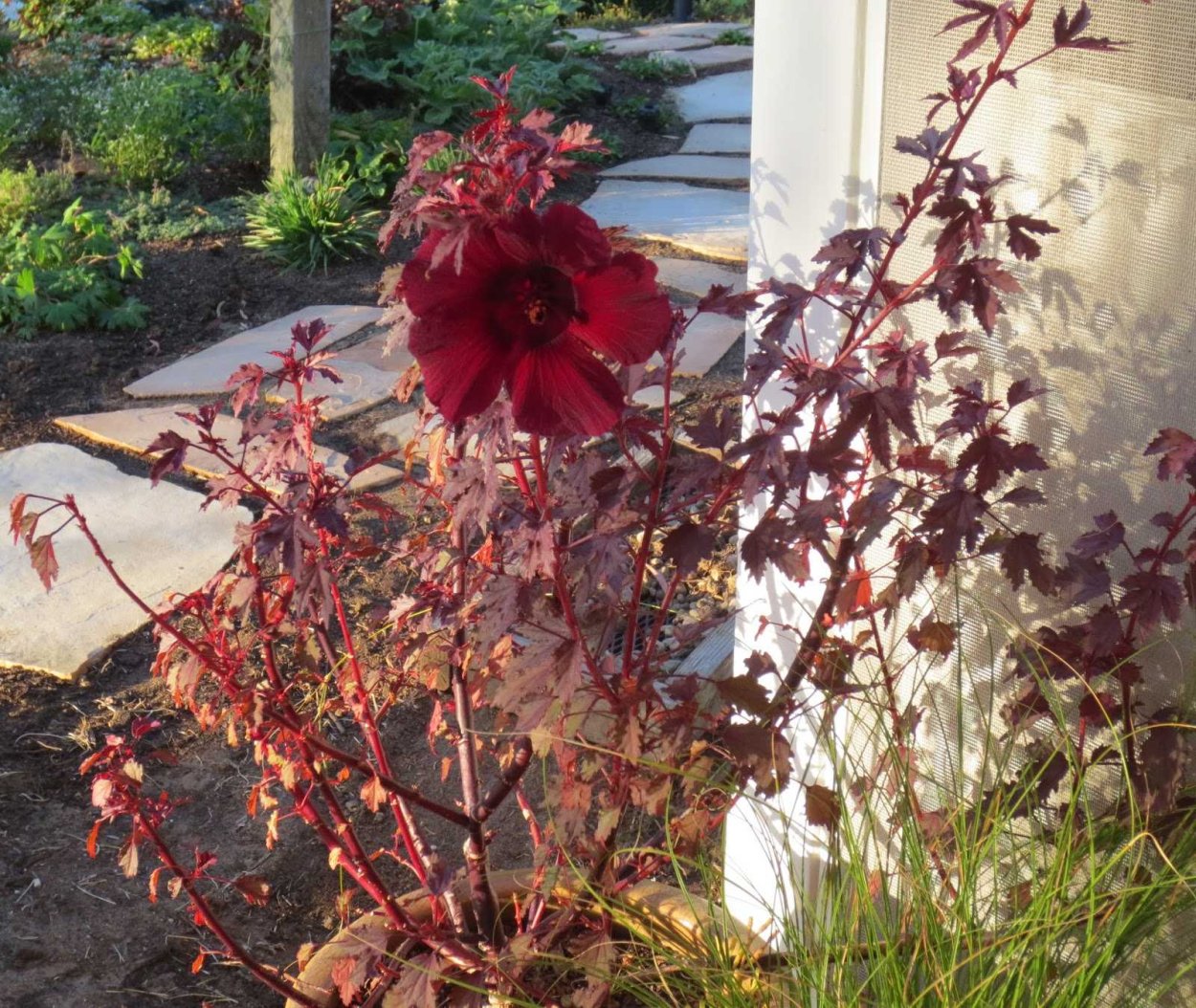 Гибискус махагони