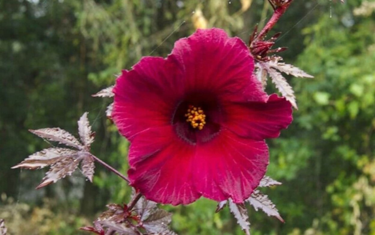 Гибискус Mahogany Splendor